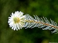 Phyilica-Pubescens. Hahei Coromandel. New Zealand<br> File# 9661. Photographer: Susan